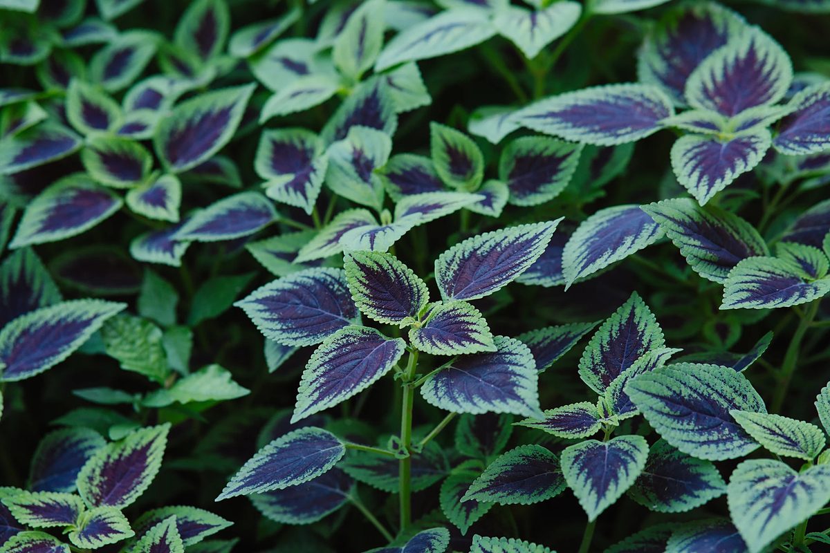 Follaje denso de coleus mostrando el patrón de hojas de un sotobosque.