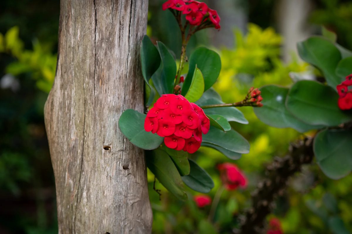 Enredadera en flor creciendo sobre un poste de madera envejecida.